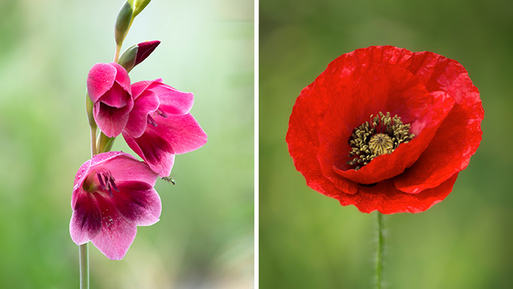 Gladiolus and poppy