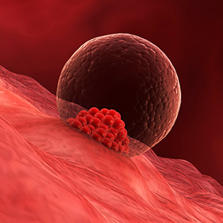 When Does Implantation Occur? 