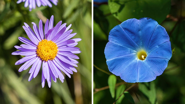 aster and morning glory